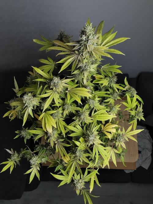 Frappe Late Z  4 / FC-E4800 / 90x60x140. Week 25