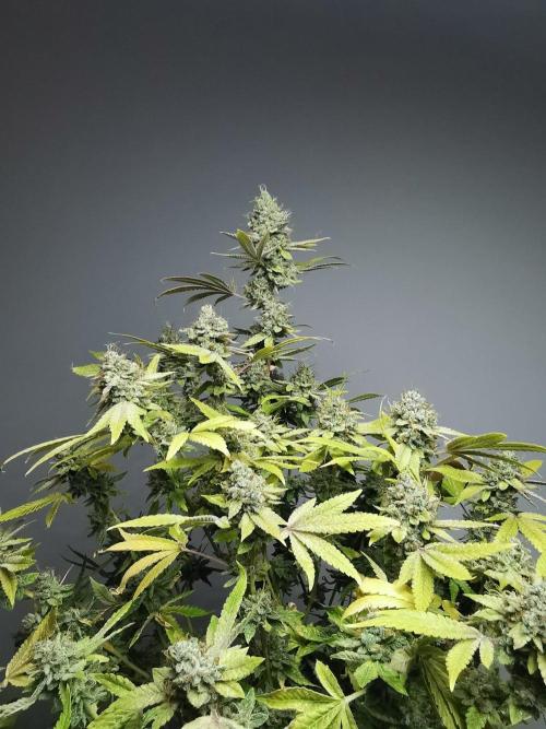 Frappe Late Z  4 / FC-E4800 / 90x60x140. Week 25