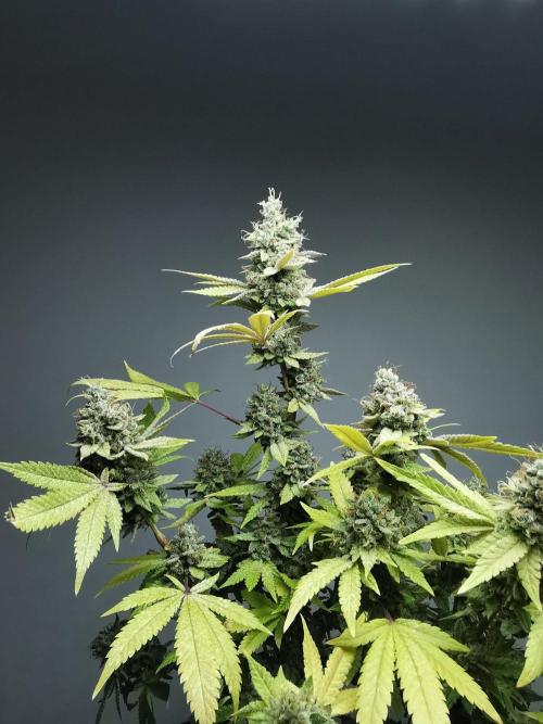 Frappe Late Z  4 / FC-E4800 / 90x60x140. Week 25
