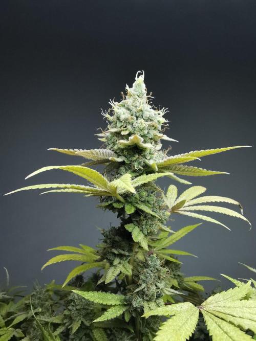 Frappe Late Z  4 / FC-E4800 / 90x60x140. Week 25