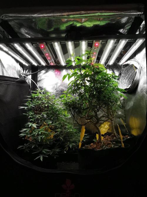 Frappe Late Z  4 / FC-E4800 / 90x60x140. Week 25