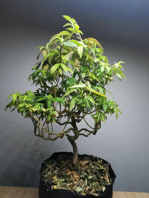 Tropical Spritzer 1 /FC-E4800 /90x60x140. Week 26