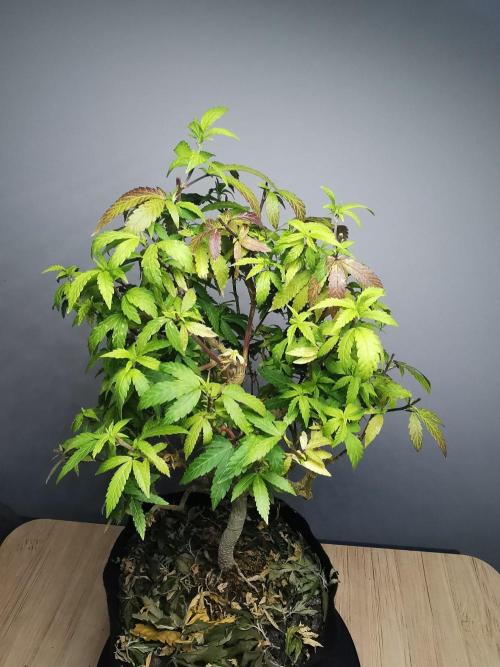 Tropical Spritzer 1 /FC-E4800 /90x60x140. Week 26
