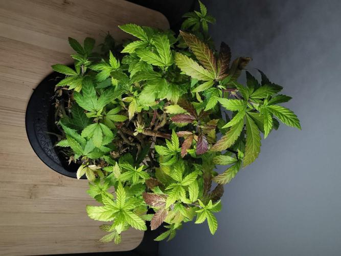 Tropical Spritzer 1 /FC-E4800 /90x60x140. Week 26