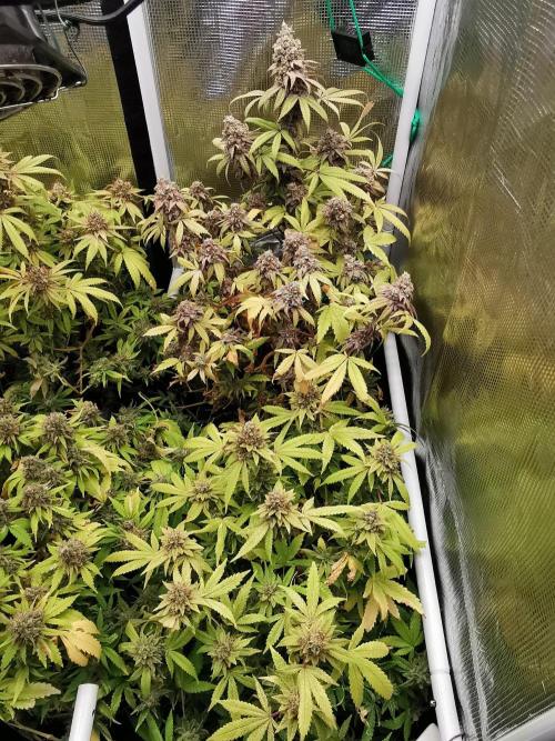 Tropical Spritzer 1 /FC-E4800 /90x60x140. Week 26
