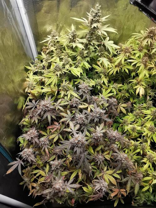 Tropical Spritzer 1 /FC-E4800 /90x60x140. Week 26