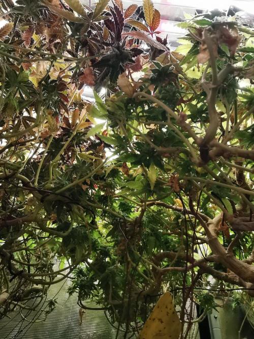 Tropical Spritzer 1 /FC-E4800 /90x60x140. Week 26