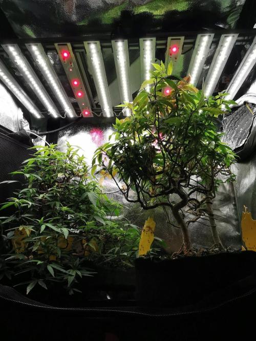 Tropical Spritzer 1 /FC-E4800 /90x60x140. Week 26
