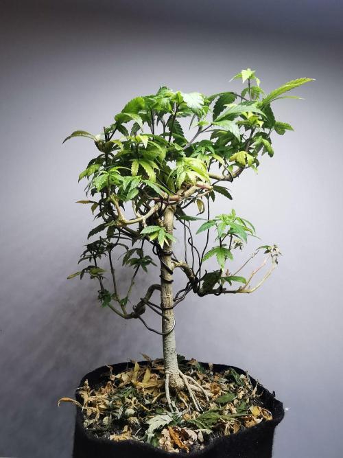 Frappe Late Z  3 / FC-E4800 /90x60x140. Week 26
