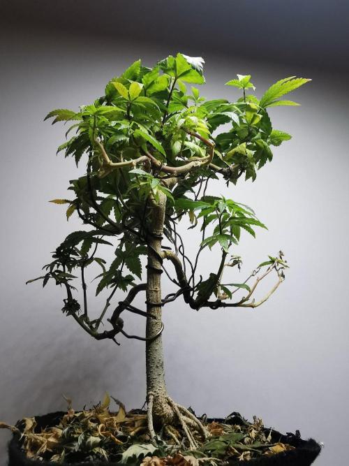 Frappe Late Z  3 / FC-E4800 /90x60x140. Week 26