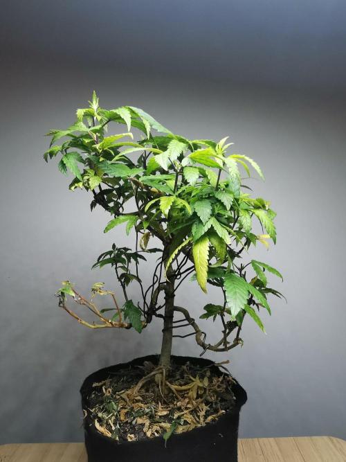 Frappe Late Z  3 / FC-E4800 /90x60x140. Week 26