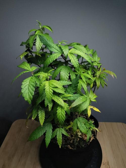 Frappe Late Z  3 / FC-E4800 /90x60x140. Week 26