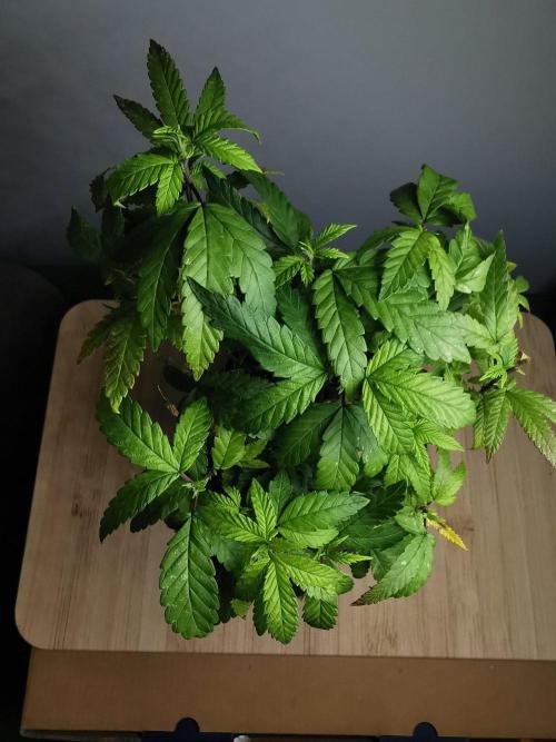 Frappe Late Z  3 / FC-E4800 /90x60x140. Week 26
