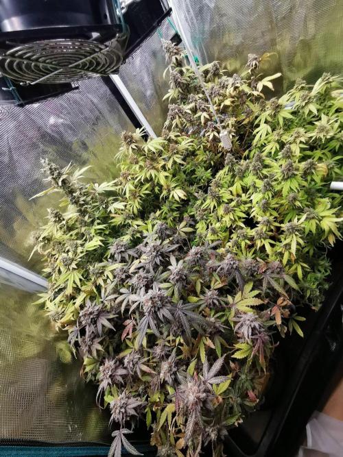 Frappe Late Z  3 / FC-E4800 /90x60x140. Week 26