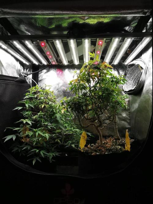 Meteor Marker 3 / FC-E4800 /90x60x140. Week 26
