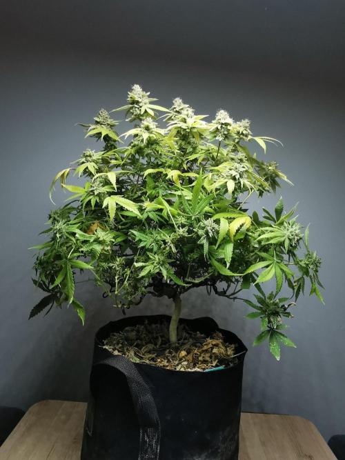 Frappe Late Z  1 / FC-E4800 / 90x60x140. Week 27