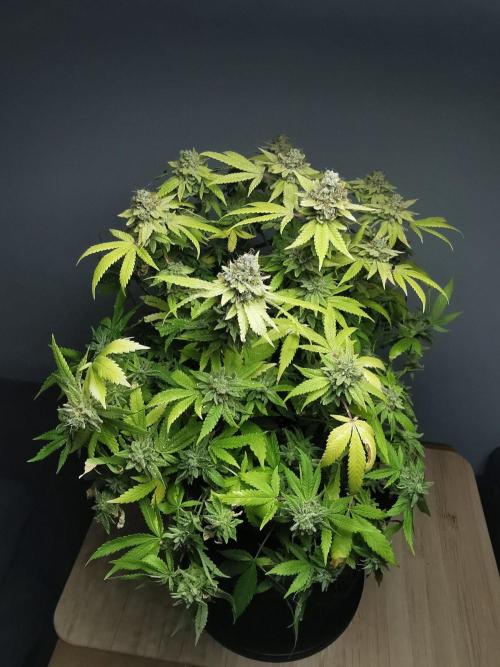 Frappe Late Z  1 / FC-E4800 / 90x60x140. Week 27