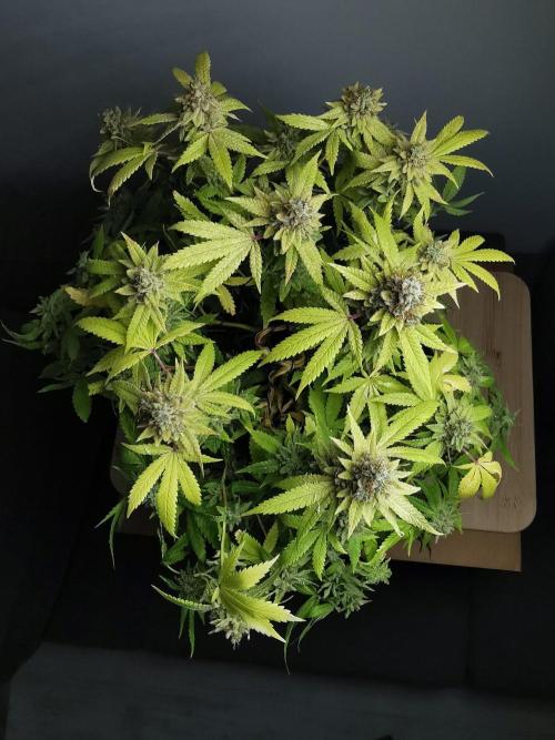 Frappe Late Z  1 / FC-E4800 / 90x60x140. Week 27