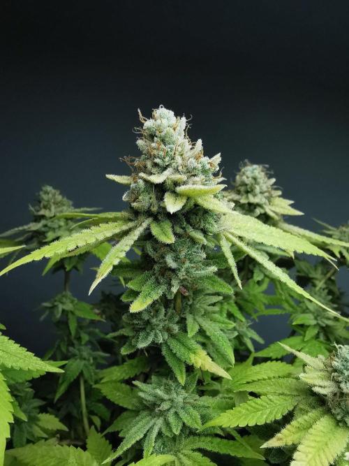 Frappe Late Z  1 / FC-E4800 / 90x60x140. Week 27
