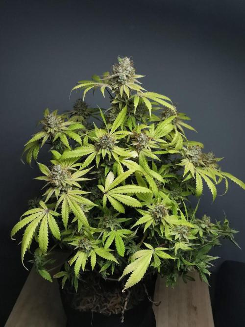 Frappe Late Z  2 / FC-E4800 / 90x60x140. Week 26