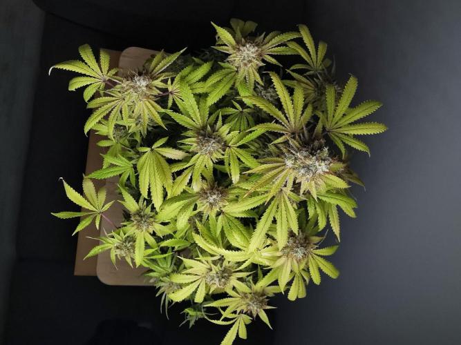 Frappe Late Z  2 / FC-E4800 / 90x60x140. Week 26