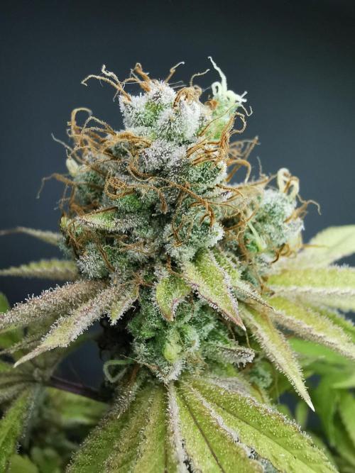 Frappe Late Z  2 / FC-E4800 / 90x60x140. Week 26