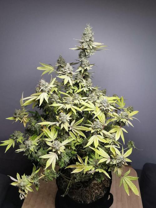 Frappe Late Z  4 / FC-E4800 / 90x60x140. Week 26