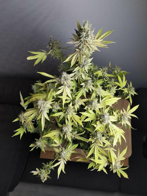 Frappe Late Z  4 / FC-E4800 / 90x60x140. Week 26
