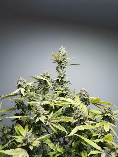 Frappe Late Z  4 / FC-E4800 / 90x60x140. Week 26