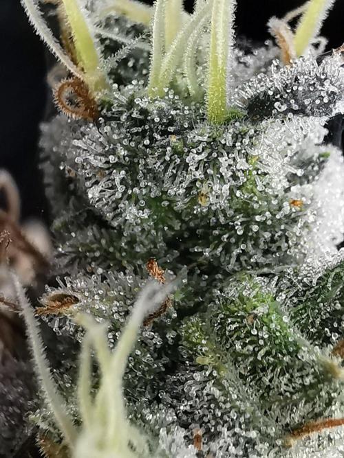 Frappe Late Z  4 / FC-E4800 / 90x60x140. Week 26