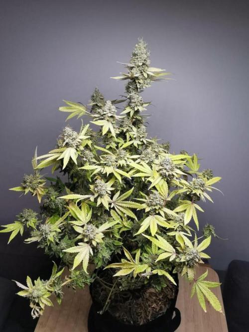 Frappe Late Z  4 / FC-E4800 / 90x60x140. Week 27