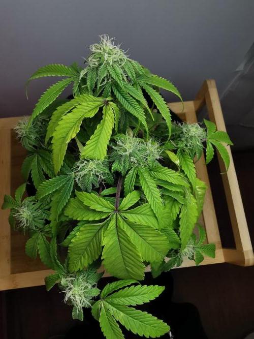 Fractal auto / FC-E4800 / 90x60x140. Week 6