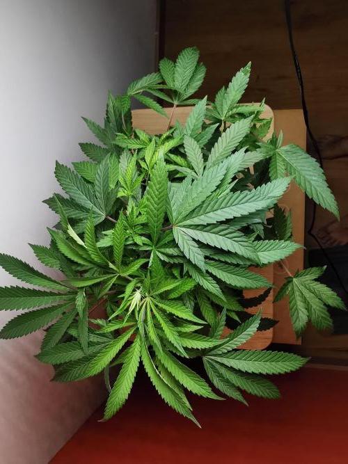 Frappe Late Z  4 / FC-E4800 / 90x60x140. Week 16