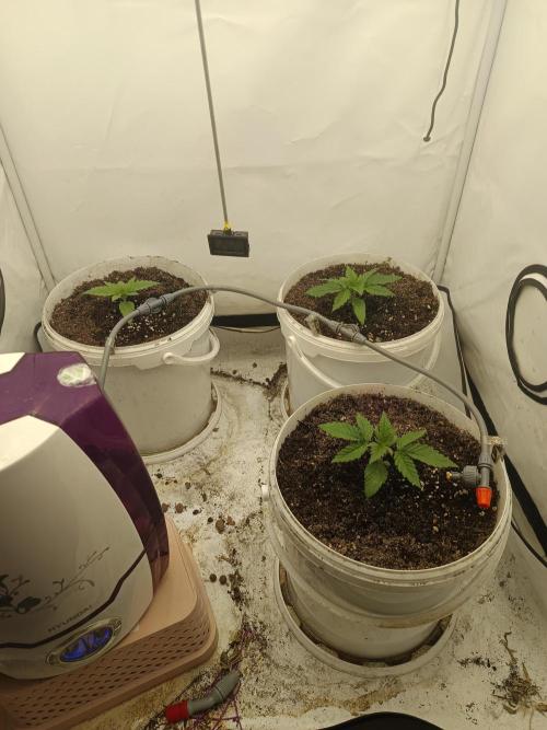 LSD od Barnys. Week 2