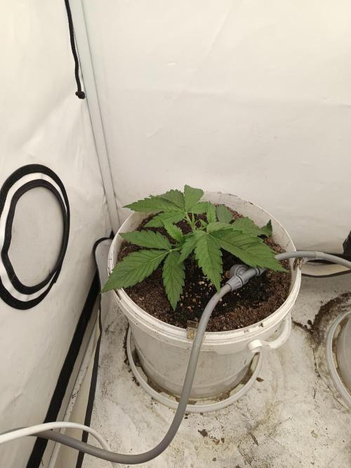 LSD od Barnys. Week 2