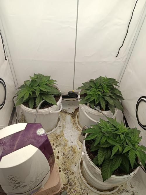 LSD od Barnys. Week 3