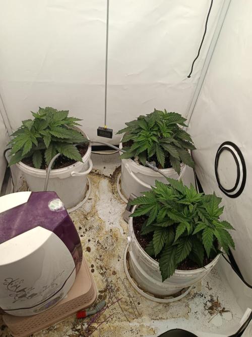LSD od Barnys. Week 3