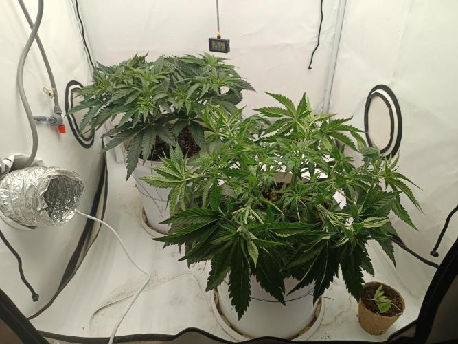 LSD od Barnys. Week 4