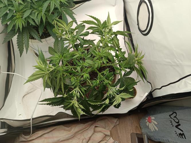 LSD od Barnys. Week 4