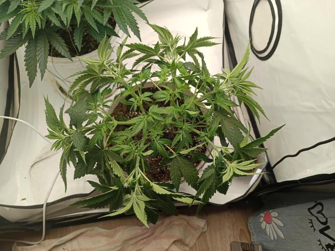 LSD od Barnys. Week 4