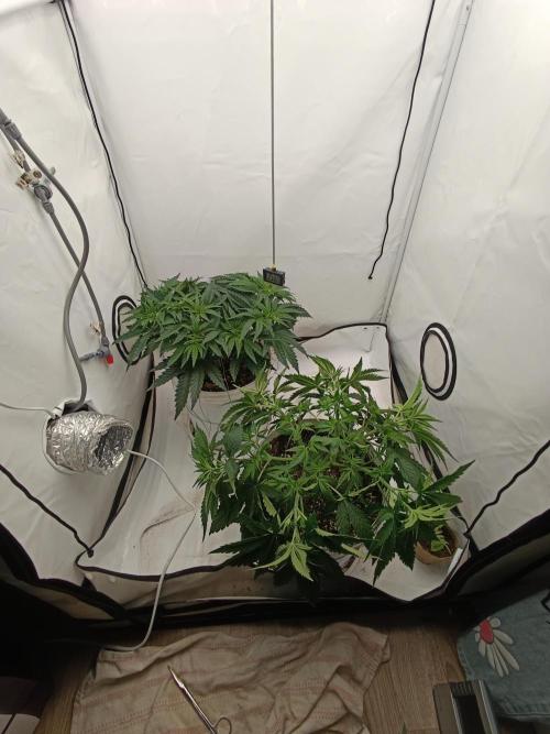 LSD od Barnys. Week 4