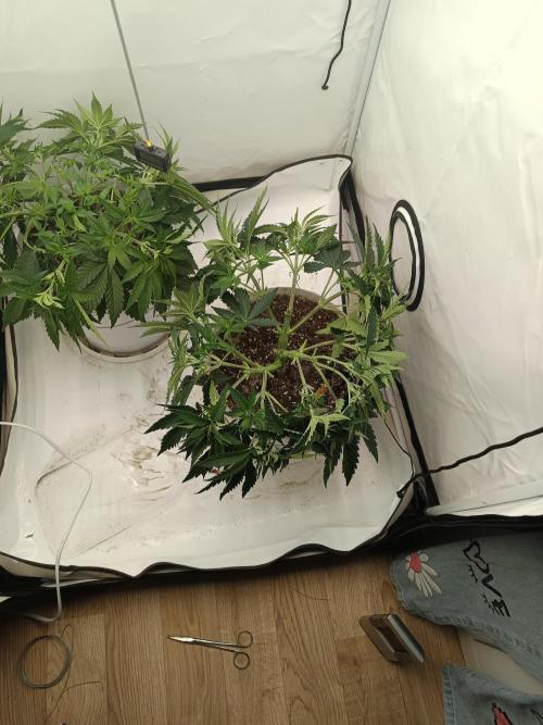 LSD od Barnys. Week 4