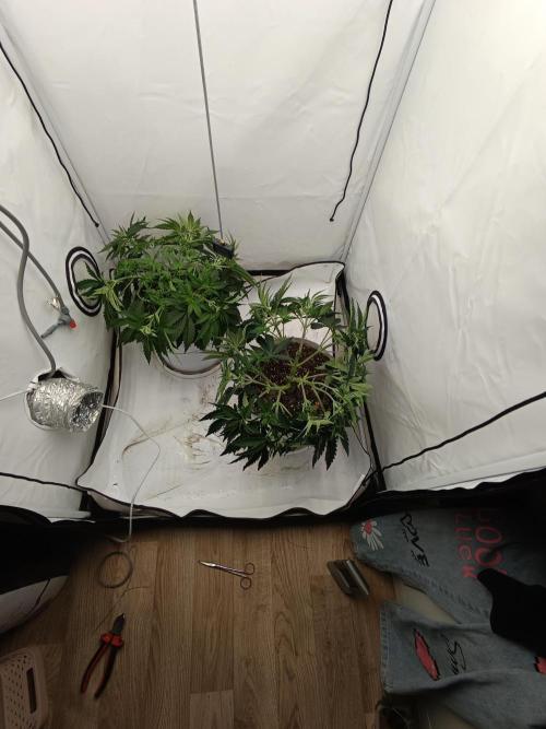 LSD od Barnys. Week 4
