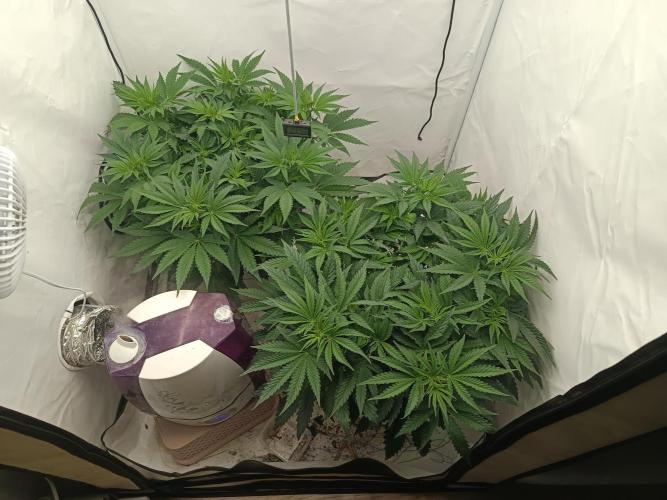 LSD od Barnys. Week 5