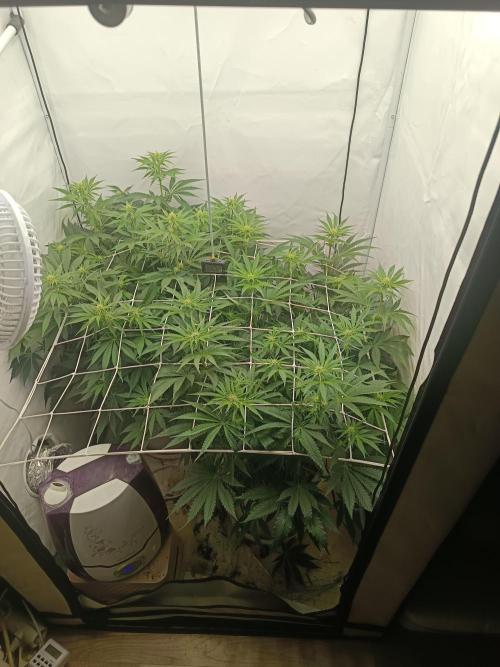 LSD od Barnys. Week 6