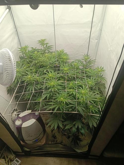 LSD od Barnys. Week 6