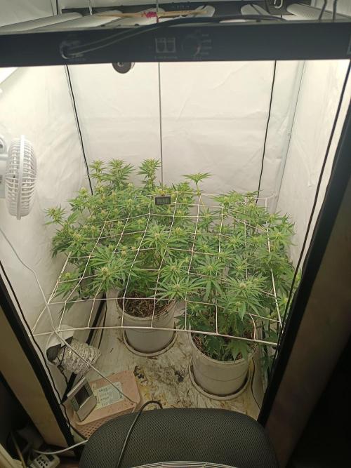 LSD od Barnys. Week 6