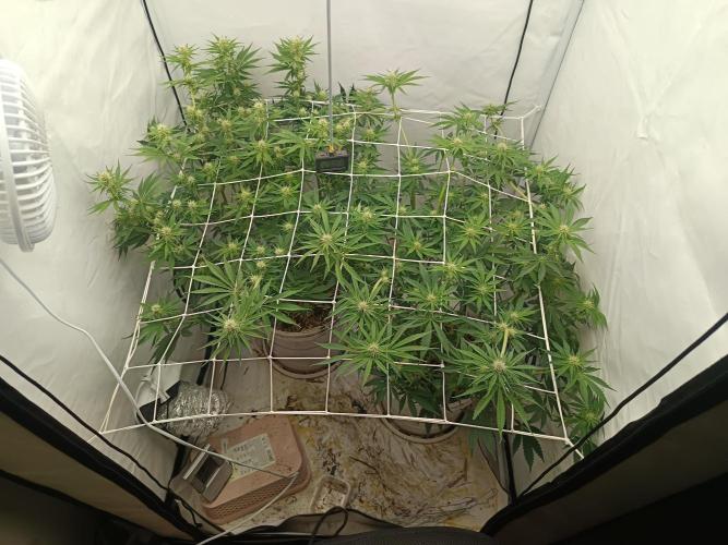 LSD od Barnys. Week 6