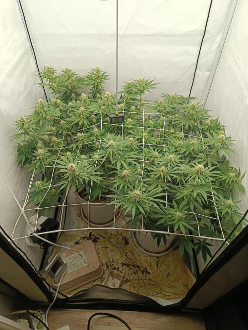 LSD od Barnys. Week 8