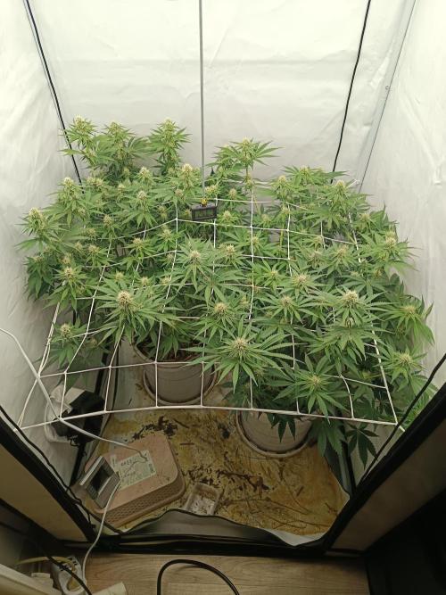 LSD od Barnys. Week 8
